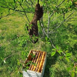 Meet your Posher, Paula